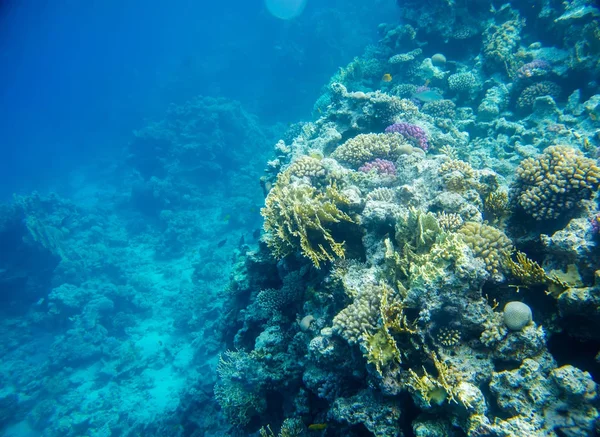 Korallenriff mit Fischen aus dem Roten Meer — Stockfoto