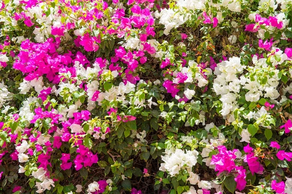 Růžové a bílé květy se zelenými listy — Stock fotografie