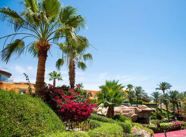 Bellissimo parco con fiori e palme — Foto Stock