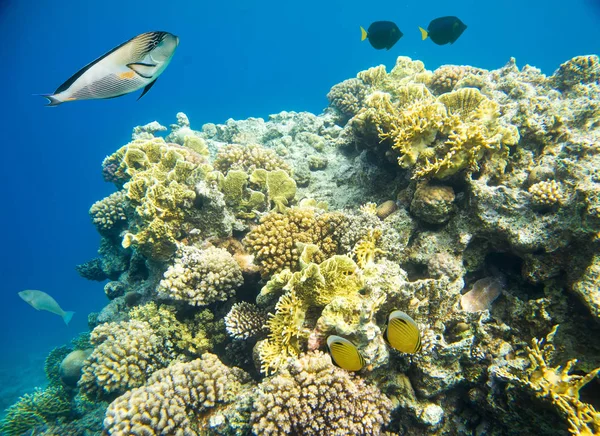 Кораловий риф з рибою Червоного моря — стокове фото