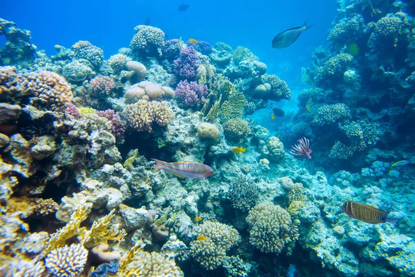 Korallrev med fisk i Röda havet — Stockfoto
