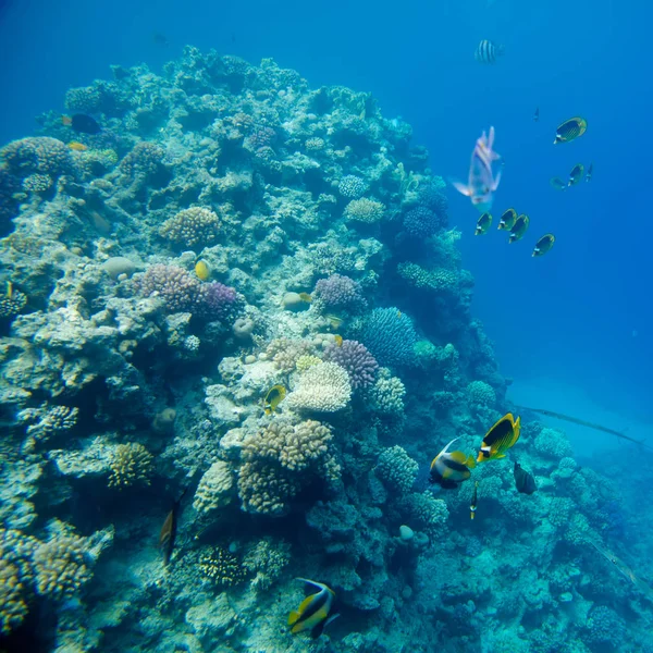 Korálový útes s rybami Rudého moře — Stock fotografie