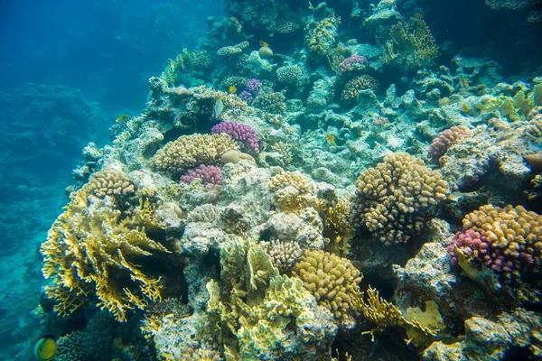Recife de coral com peixe do mar vermelho — Fotografia de Stock