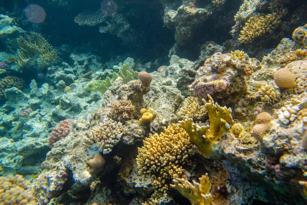 Recife de coral com peixe do mar vermelho — Fotografia de Stock