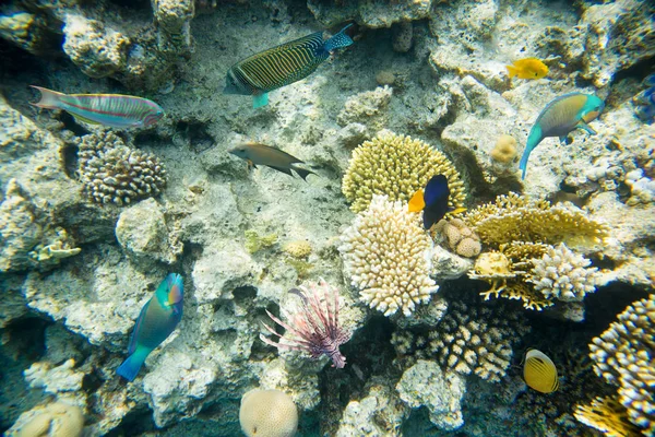 红海珊瑚鱼礁 — 图库照片