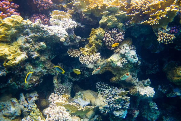 Recife de coral com peixe do mar vermelho — Fotografia de Stock