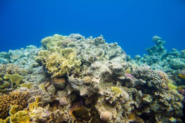 mercan balık Kızıldeniz ile