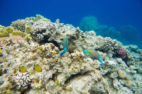 Korálový útes s rybami Rudého moře — Stock fotografie