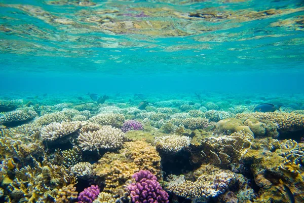 Korall-zátony hal, a Vörös-tenger — Stock Fotó