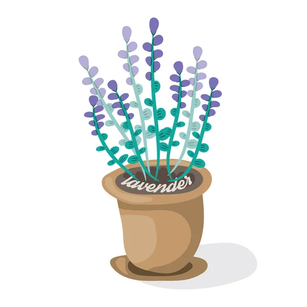 Dibujos animados lavanda en olla. Ilustración vectorial plana.Flores violetas fragantes sobre fondo blanco. Planta decorativa para el hogar — Vector de stock