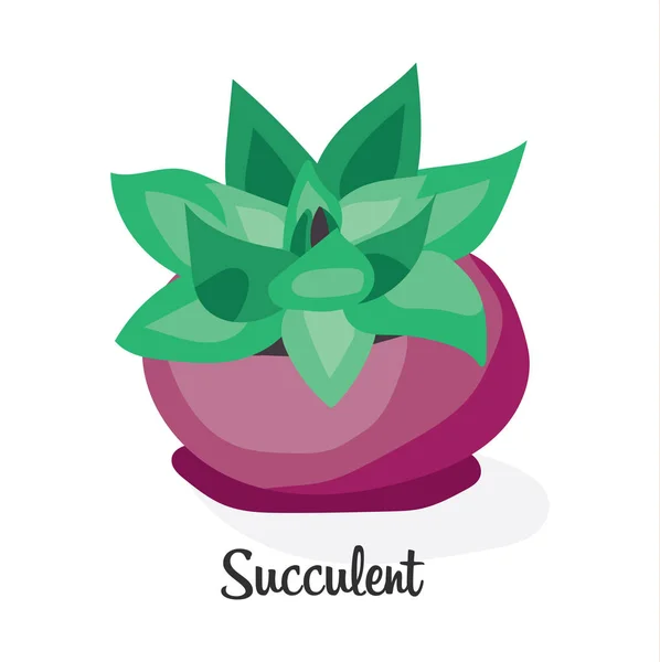 Succulent plant in pot . Flat vector illustration on white background. Decorative home plant with large green leaves. — Stock Vector