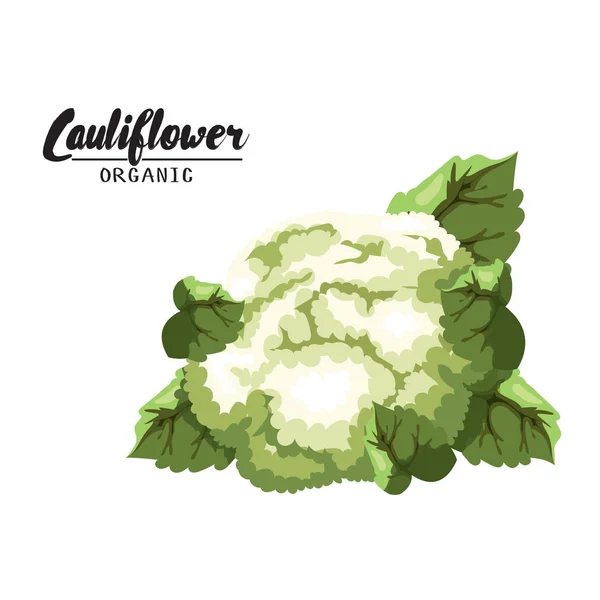 Cartoon cauliflower. Ripe green vegetable. Vegetarian delicious. Eco organic food.  Flat vector design, isolated on white background. — Stock Vector