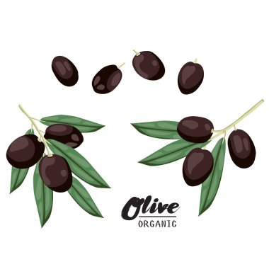 Çizgi film Siyah Zeytin. Olgun yeşil sebze. Lezzetli vejetaryen