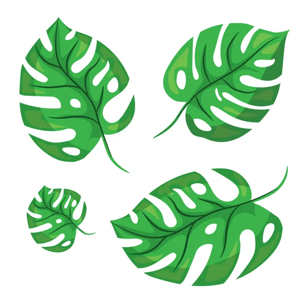 Hojas de palma tropical de dibujos animados. Vector ilustrado sobre fondo blanco. Monstera vector plano dibujado a mano elementos. Diseño de bosque verde tropical . — Vector de stock