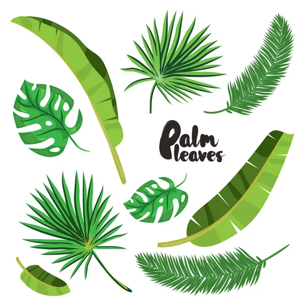 Cartoon tropical palm leaves set. Vector illustrated on white background.  Flat vector hand drawn palm tree elements. Tropical green forest design. — Stock Vector