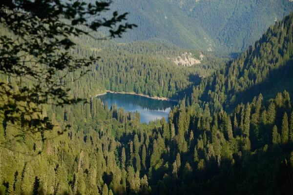 Kék gyöngy az erdő — Stock Fotó