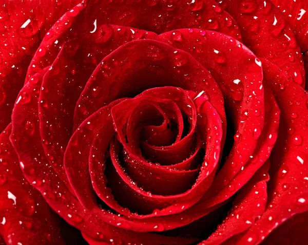 玫瑰花瓣花瓣红色大自然美丽的背景 — 图库照片