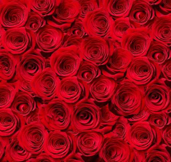 玫瑰花瓣花瓣红色大自然美丽的背景 — 图库照片