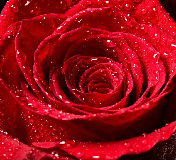 Bloem roos bloemblaadje bloesem rood natuur mooi achtergrond — Stockfoto