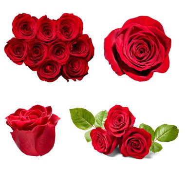 Beyaz arka planda çeşitli güllerin toplanması. Her biri ayrı ayrı çekiliyor.