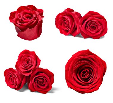 Beyaz arka planda çeşitli güllerin toplanması. Her biri ayrı ayrı çekiliyor.