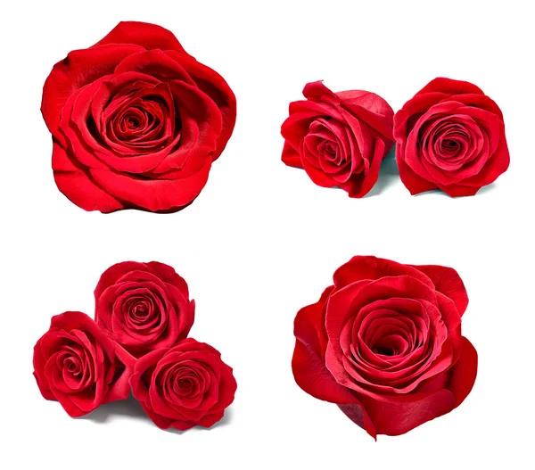 Zbiór Różnych Róż Białym Tle Każdy Nich Jest Nagrywany Oddzielnie — Zdjęcie stockowe
