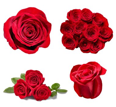 Beyaz arka planda çeşitli güllerin toplanması. Her biri ayrı ayrı çekiliyor.