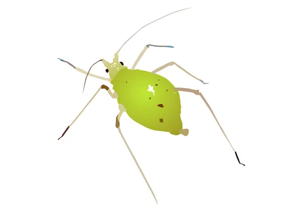 Aphid or Plant Lice Isolated on white — Stock Vector