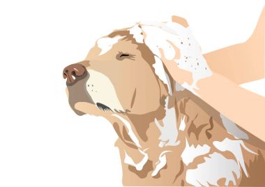 Köpek banyosu çizimi