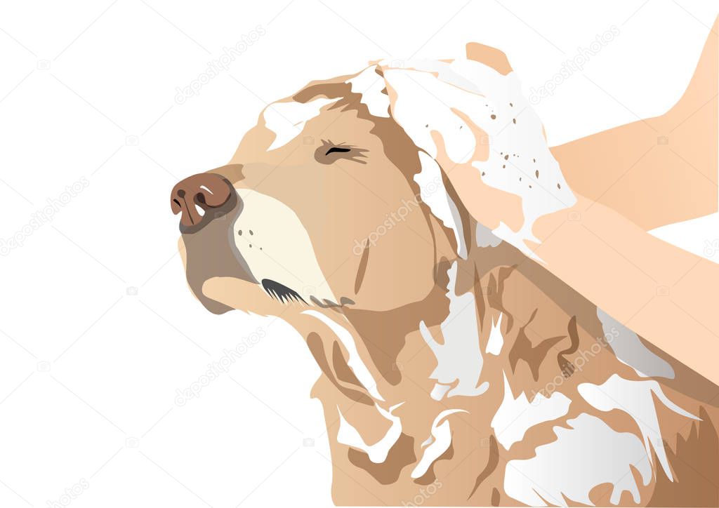 Dog Bath Illustration
