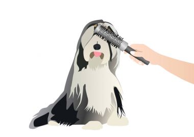 Köpeğin saç fırçalama