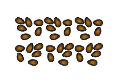 Karpuz tohumu vektör