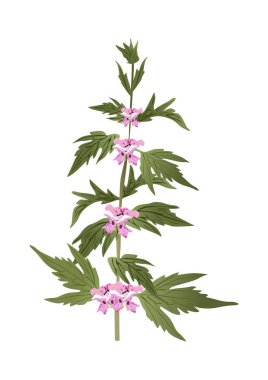 Motherwort or Leonurus Cardiaca
