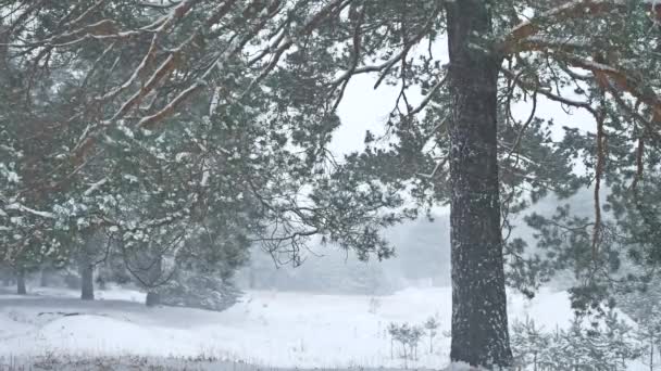 Krásná příroda vánoční stromeček blizzard v zimní krajině v pozdě večer v krajině sněžení