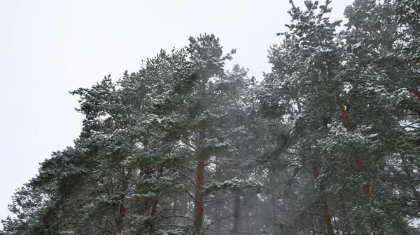 Winter wind storm forest nature snowing pine forest with snow landscape winter beautiful christmas tree background