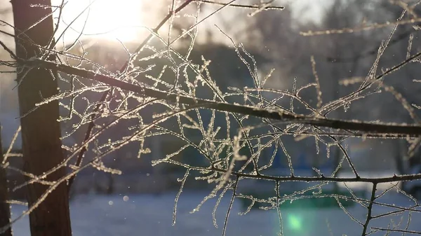 frozen tree branches sun glare beautiful sunlight winter the landscape
