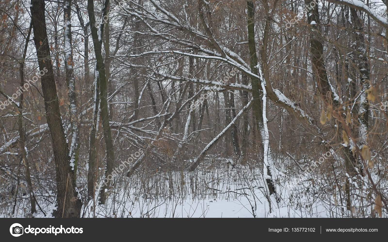 Winter Nature Wild Forest In Winter The Snow Dry Trees Landscape Stock Photo Image By C Maxximmm1 Winter Nature Wild Forest In Winter The Snow Dry Trees Landscape Stock Photo Image By C Maxximmm1