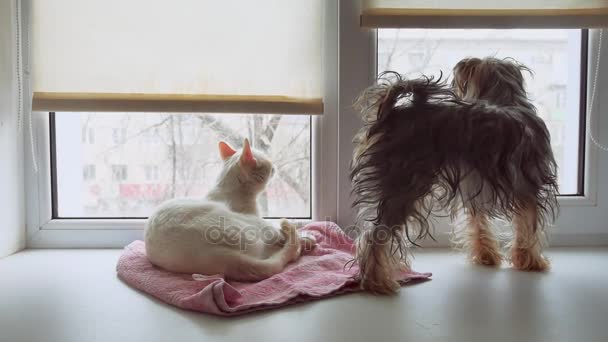 Chat Et Un Drôle De Chien Yorkshire Terrier Assis Sur Le Rebord Dun Animal De Compagnie De Fenêtre