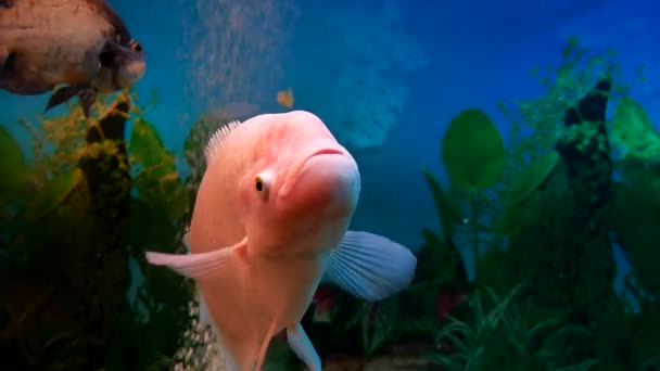 Peces hermoso bajo el agua en el océano. Los peces nadan en un mar de vídeo 4k hermoso océano — Vídeos de Stock
