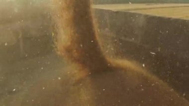 Mimari hasat boşaltma tahıl vagonun birleştirmek. Hasat tahıl birleştirmek