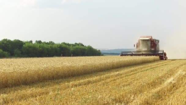 La mietitrebbia raccoglie grano. Raccolta agricola mietitrebbia — Video Stock