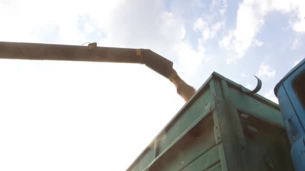 Hasat boşaltma mimari tahıl vagonun birleştirmek. Hasat tahıl birleştirmek — Stok video