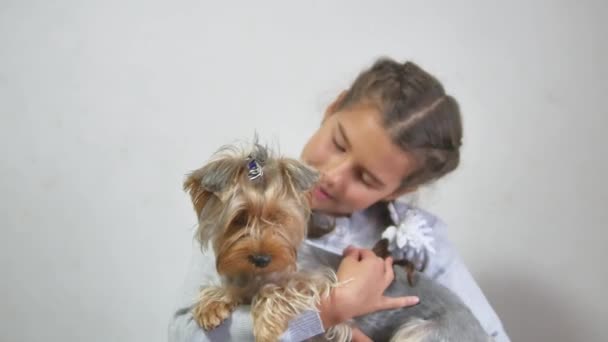 Kız ve bir köpek. bir evcil köpek yorkshire terrier tutan genç kız — Stok video