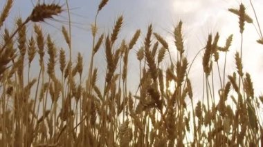 Buğday alan okşadı Rüzgar vinç atış doğa arka plan sağlık kavramı tarım steadicam tarafından video hareket vurdu