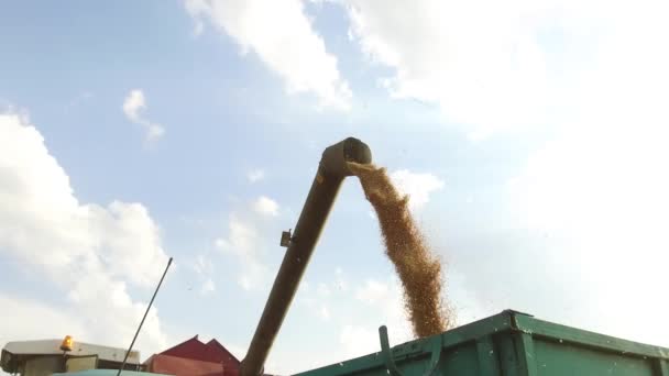 Combine la cosechadora que descarga el grano en un vagón. Combinar grano cosechadora — Vídeos de Stock