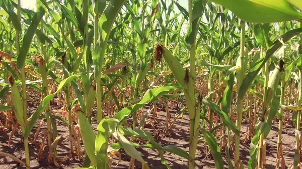Corn field corn farm steadicam. green grass agriculture united states the nature video usa farming motion corn farm