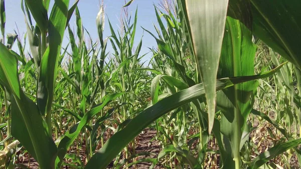 Corn field farming corn farm steadicam. green grass agriculture united states the nature video usa motion corn farm