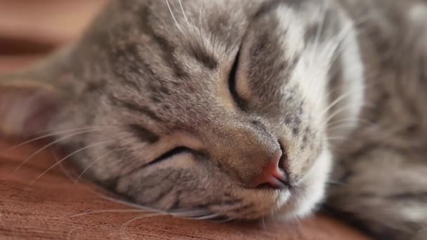 Gattino Gatto Americano Sveglio Dorme Sulla Base Video Stock