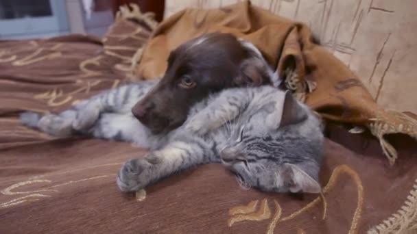 Katzen Und Ein Schlafen Lustiges Video Zusammen Freundschaft Im Haus Katze Und Hund