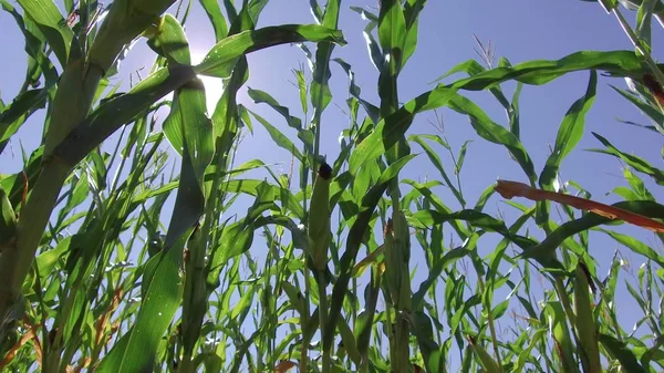 Corn field corn motion farm video steadicam farming. green grass agriculture united states the nature usa corn farm